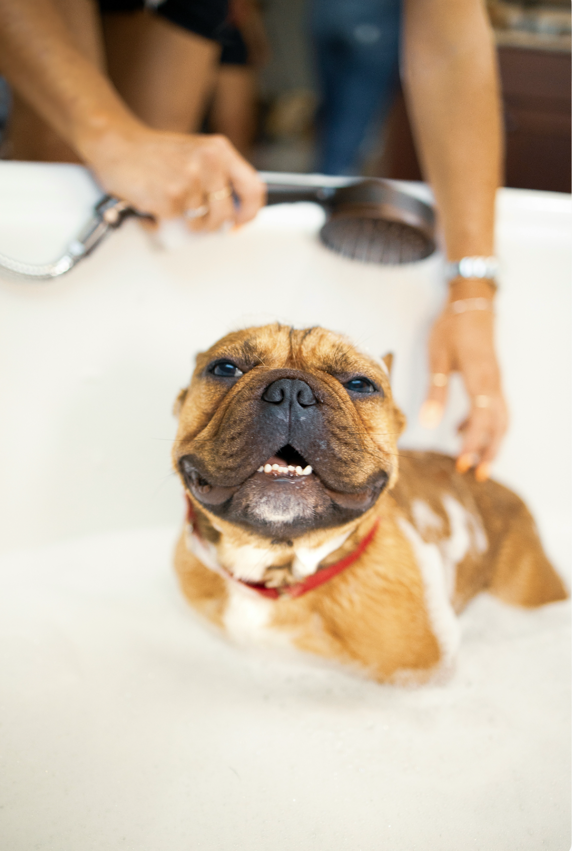 Sand + Paws Pet Shampoo & Conditioner - Honeysuckle