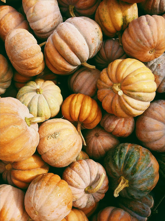 Sand + Paws Pumpkin Harvest 12 oz scented candle
