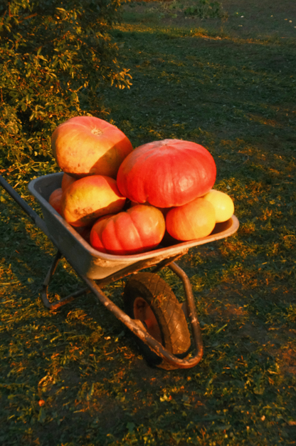 Haunted Harvest 12 oz scented candle