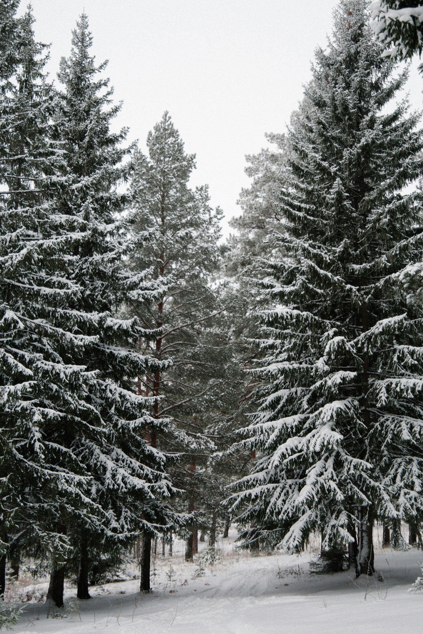Winter Pine 12 oz scented candle